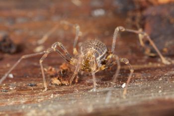 Media type: image;   Invertebrate Zoology 49771